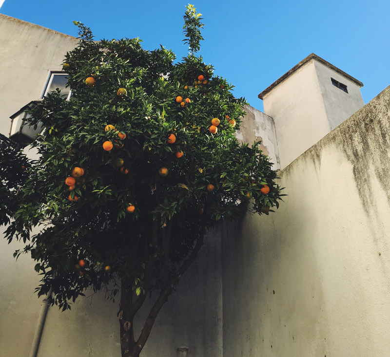 lisbonne-oranger-04-2016